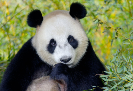 Ouwehands dierenpark