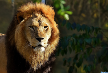 Indeomgeving Leeuw burgerzoo