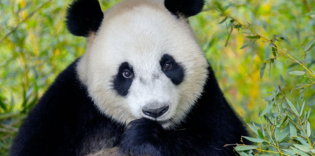 Ouwehands dierenpark