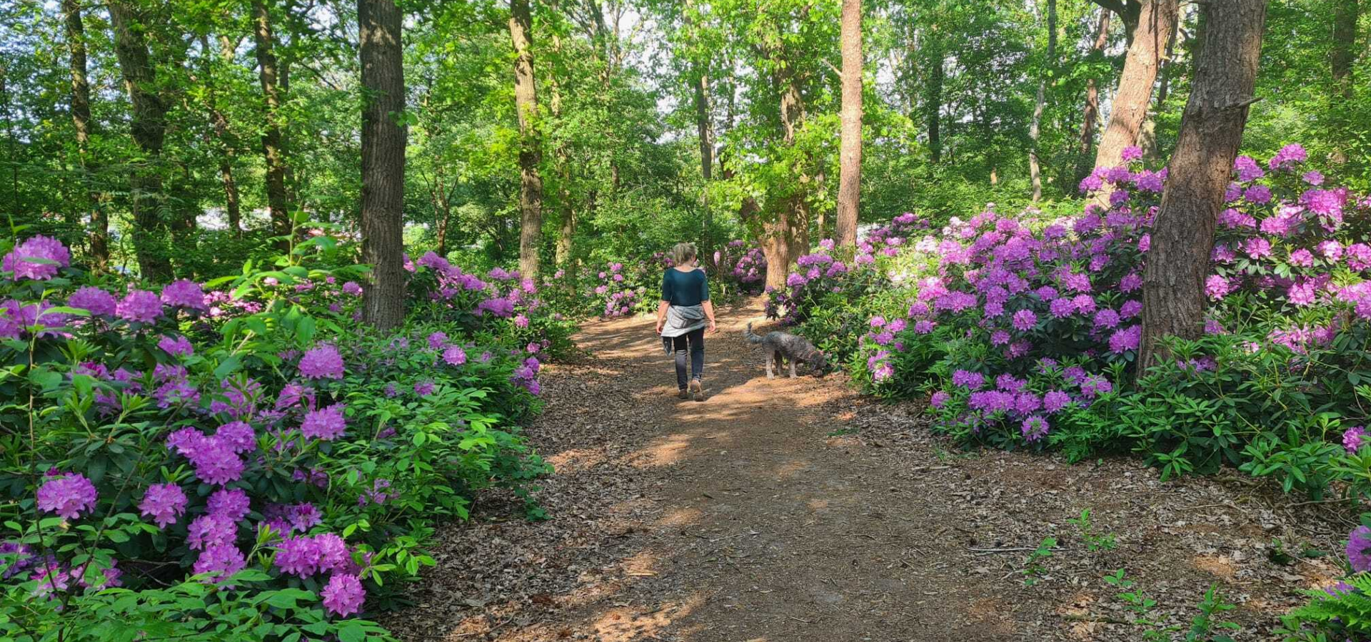 Bos omgeven met prachtige natuur bij vakantiepark de luttenberg