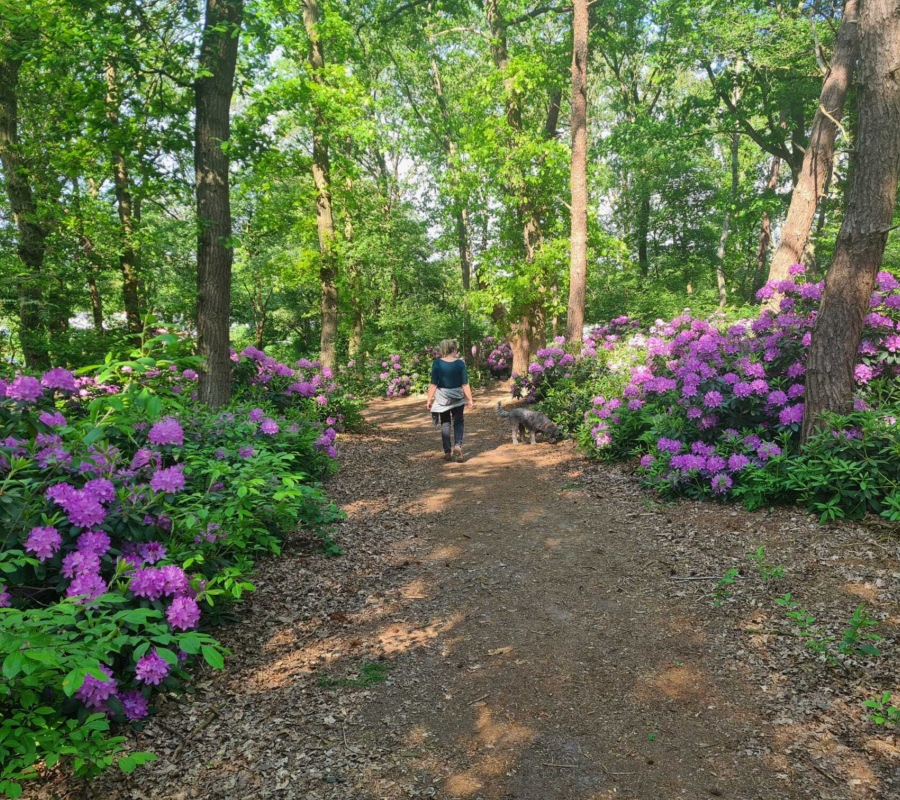 Bos omgeven met prachtige natuur bij vakantiepark de luttenberg