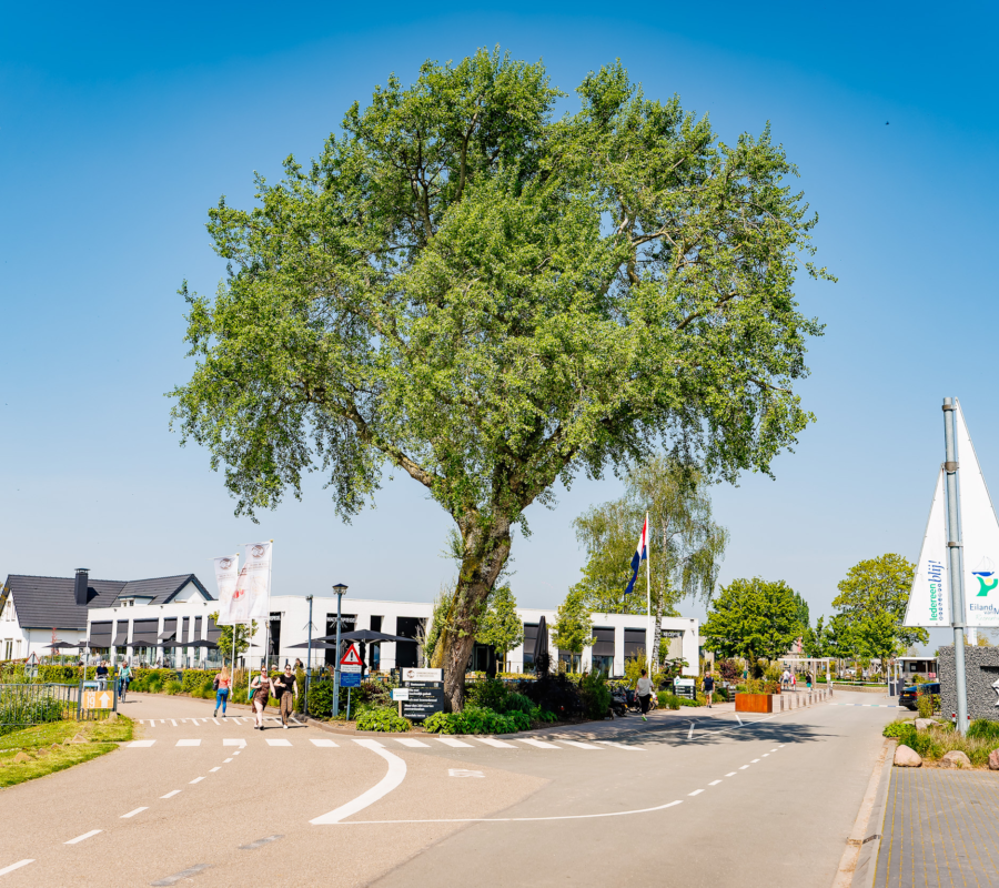 20240501 The Arrows E Ilandvan Maurik MH 35952 CR3 PURE